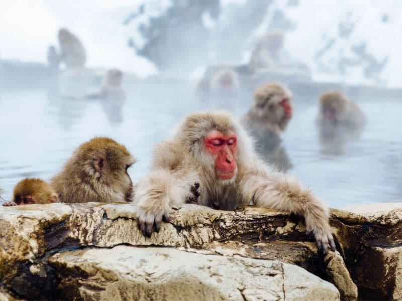 Parque dos Macacos de Jigokudani, localizado a oeste de Tóquio.