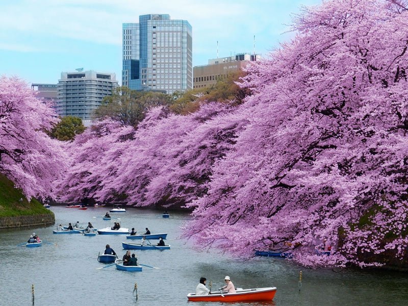 cerejeiras em Tóquio cidade-sede das olimpíadas 2020