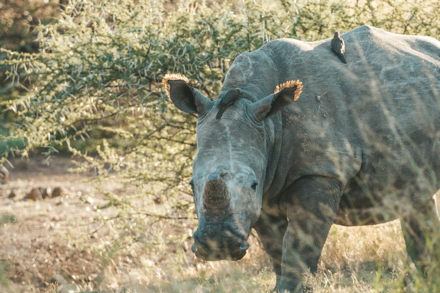 Parque Nacional Pilanesberg - África do Sul