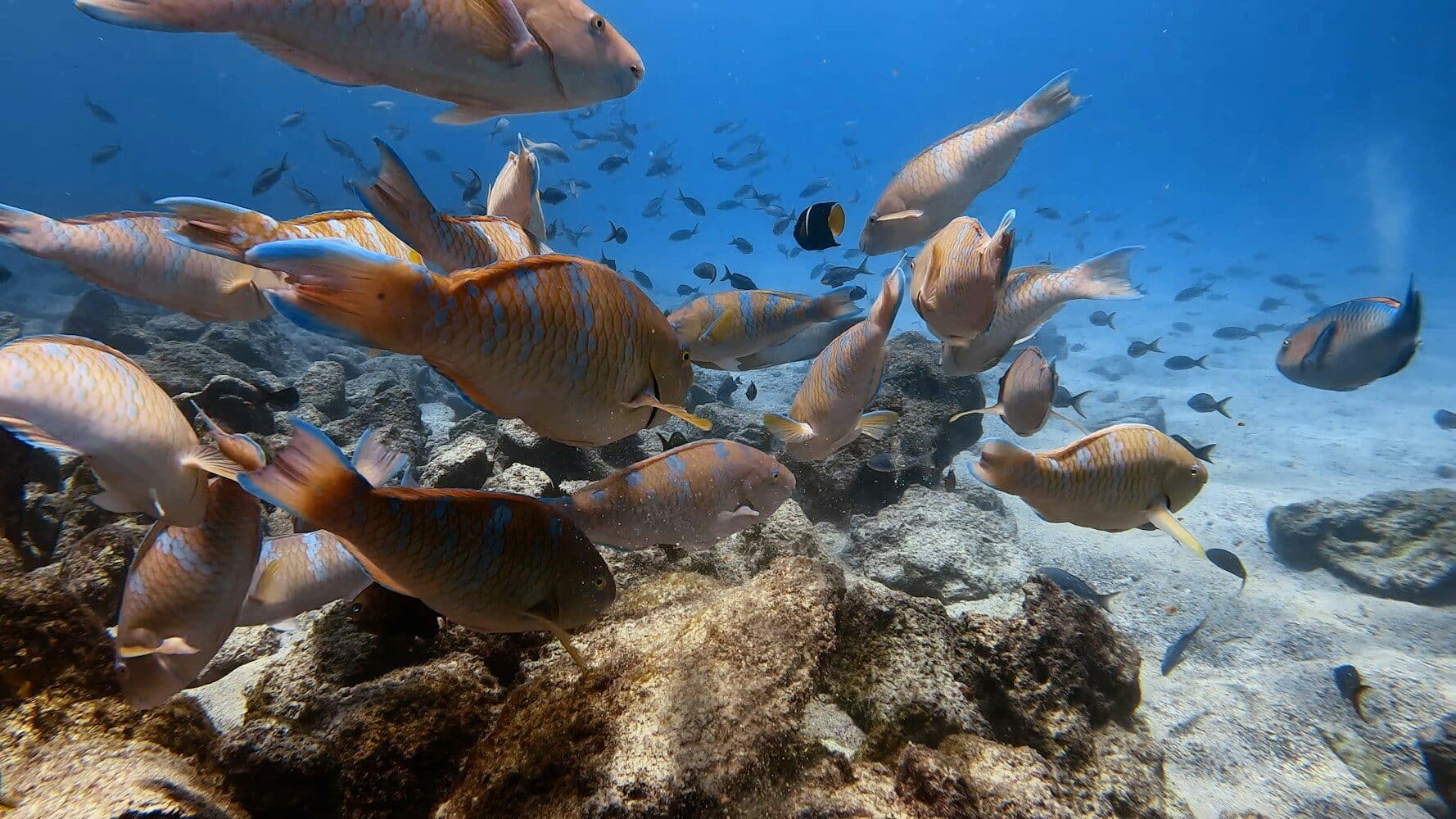 Galapagos
