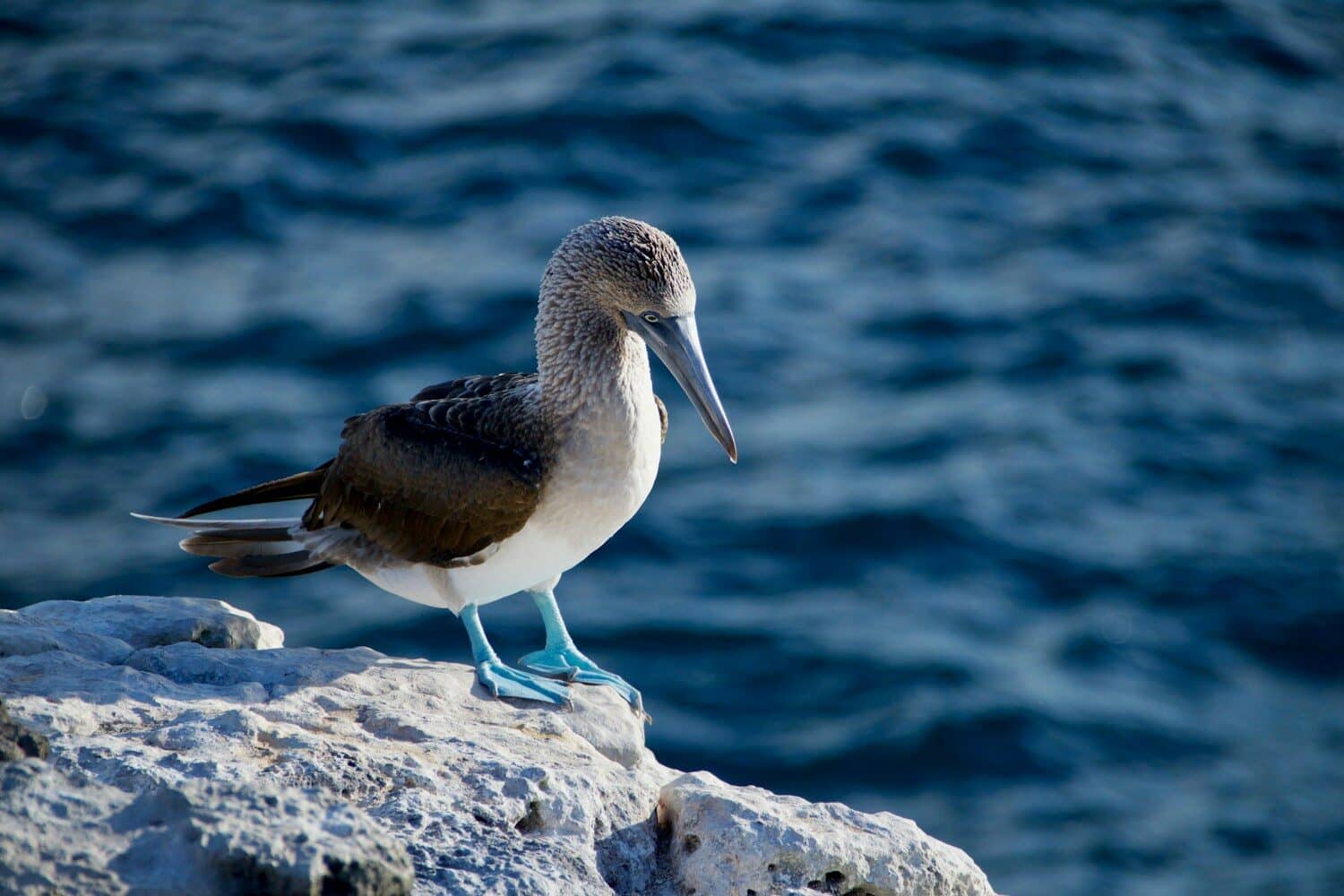 Galapagos