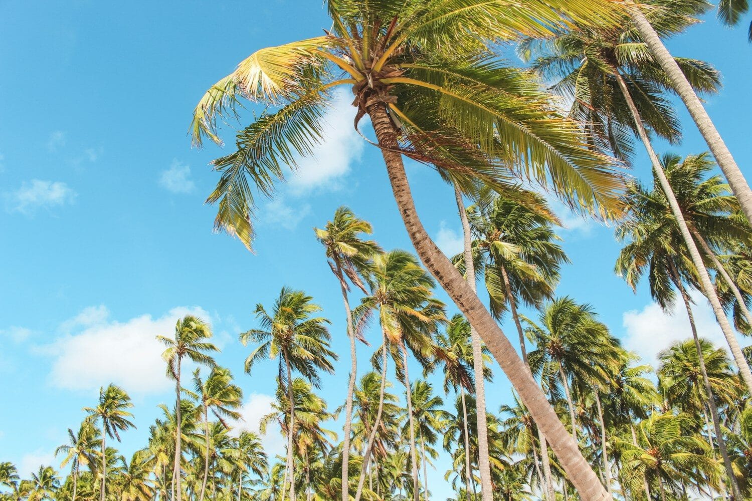Pernambuco